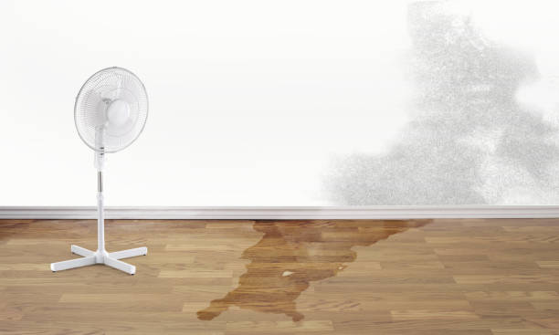 Best Water damage cleanup near me  in Myrtle Grove, NC