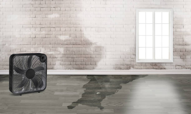 Best Water damage restoration mold remediation  in Myrtle Grove, NC