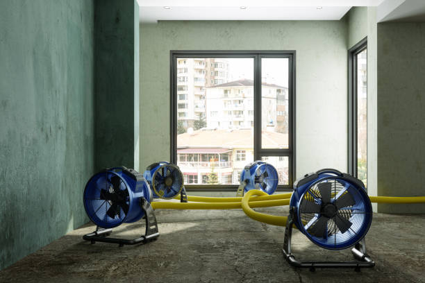 Best Mold removal after water damage  in Myrtle Grove, NC